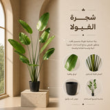 شجرة الفيولا