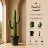 سجرة الصبار