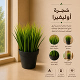 شجرة أوليفيرا