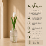 شجرة أوليفا