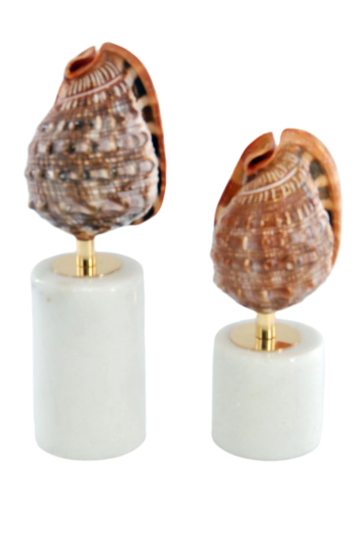 تحفة زينة | نيفورا