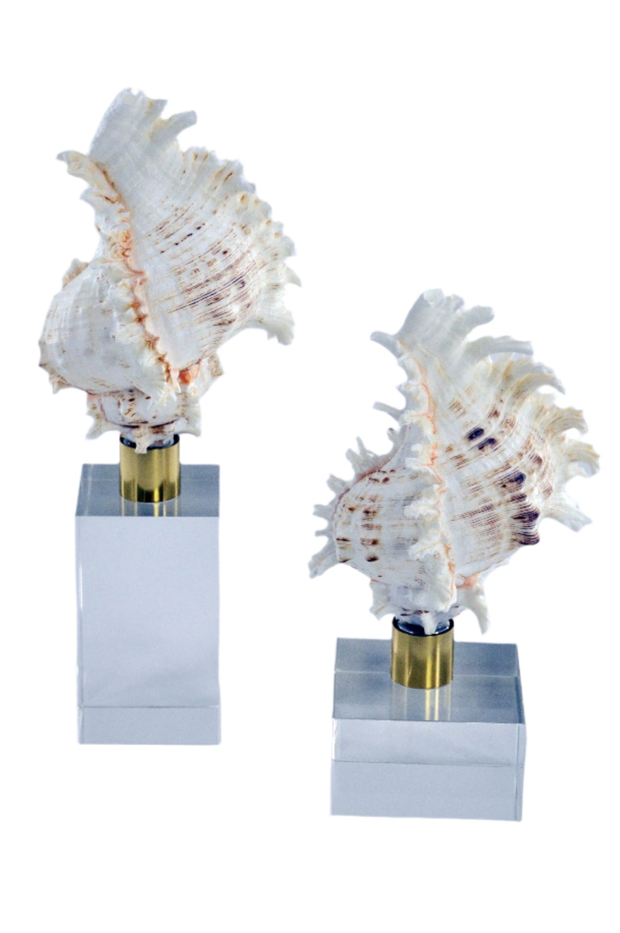 تحفة زينة | هونيف