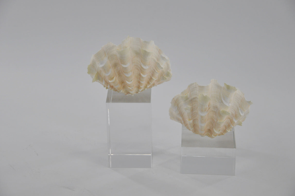 تحفة زينة - بيلارا | من هاي بوينت