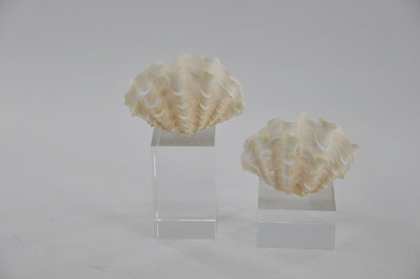 تحفة زينة - بيلارا | من هاي بوينت