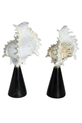 تحفة زينة | فينورا