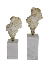 تحفة زينة | رينال